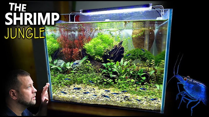 Jungle di gamberetti: nuova configurazione per i gamberetti Neocaridina (Tutorial dettagliato di aquascaping)