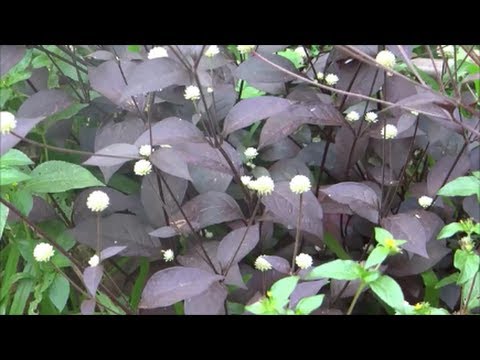 Alternanthera bettzickiana - Red Calico Plant