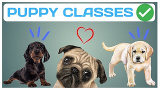 Find The Perfect Puppy Class For Your Furry Friend by Train Me Please 401 views 9 months ago 9 minutes, 44 seconds