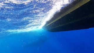 whale watching in Maui- underwater with faint whale sounds