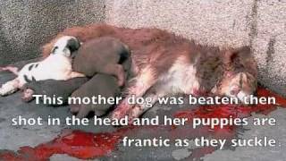 Dog Abuse From The Dog, Cat, Animal Slaughter In China To Puppy Mills