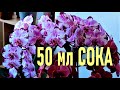 50 МЛ СОКА ДЛЯ ОРХИДЕИ И РЕЗУЛЬТАТ ВАС ВПЕЧАТЛИТ! ВОСЕМЬ ПРОБУЖДЕННЫХ МЕРИСТЕМ И БЫСТРАЯ АДАПТАЦИЯ!!