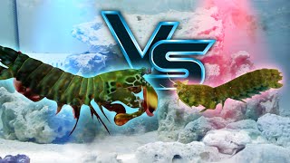 Giant Mantis Shrimp VS Small Mantis Shrimp