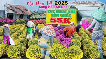 Làng hoa sa đéc 2025 TUNG giá Cúc Mâm Xôi rẻ đẹp bất ngờ bán tết Ất Tỵ