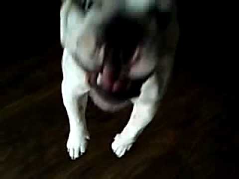 Botox de Bulldog in Slowmotion Jumpsession pets bd