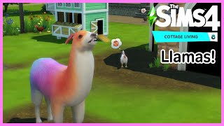 The Sims 4 LLAMAS - Everything you need to know [Cottage Living]