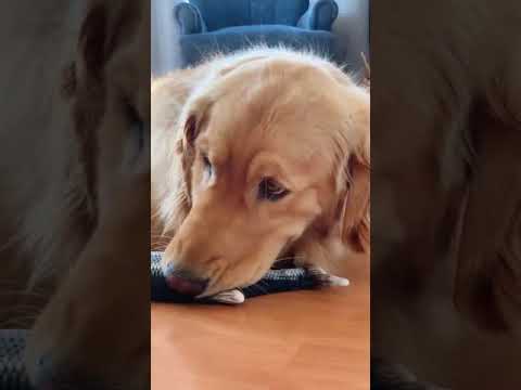 Golden Retriever isn't sure what to think about his new floppy fish toy...