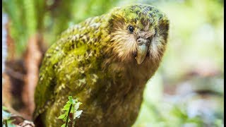 Kakapo Le Perroquet-Hibou Improbable - Zapping Sauvage