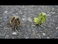 路上に出てきたカマキリの寄生率チェックしてたらなんかすごい奴ら居たｗｗｗｗｗ