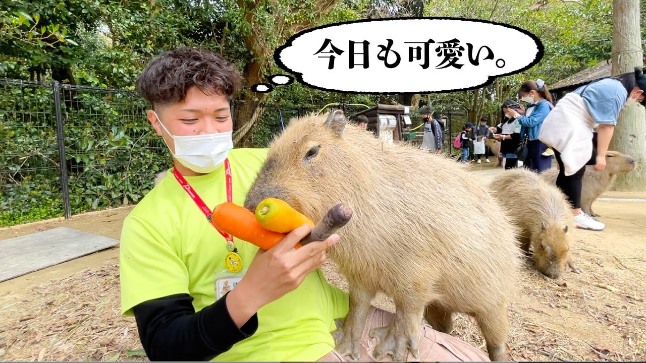 Animals eating colorful carrots - YouTube