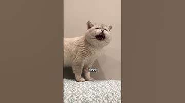 How Cats Communicate With Humans