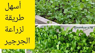 أسهل طريقة زراعة الجرجير من البذور في اربع ايام فقط !!    Eruca Sativa