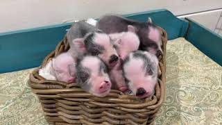 : Piglets Sleeping in a Basket