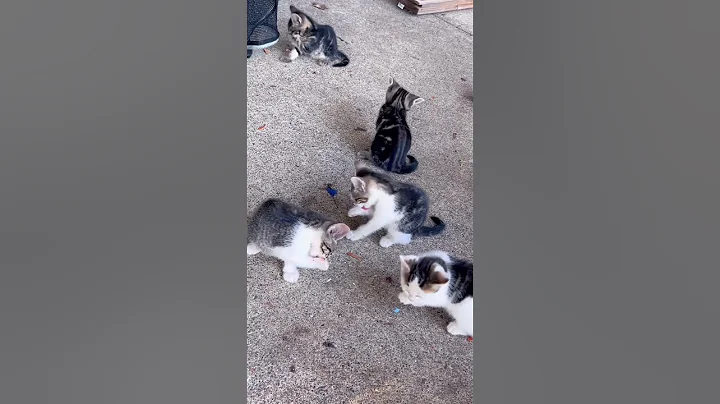 Video 11832521: cats catlover kitten kitties, kitty love catlover kitten, kitten catlover cute kitty, bath