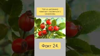Факт 24. Шиповник. #здоровье #факт #шиповник #ожирение #польза #shorts