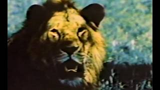 Walt Disney Productions: The Wild Cat Family The Cougar (Natures Living Album - 1968)