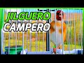 Jilguero Campero