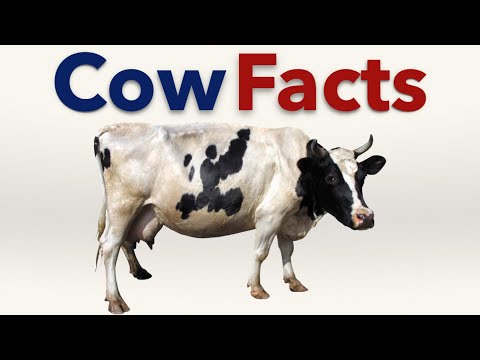 cattle-facts-(bull,-cow-and-calves)