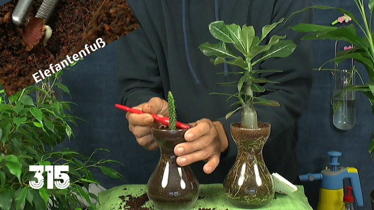 große goldfruchtpalme Goldfruchtpalme (Areca) XXL-Größe kaufen main image 0