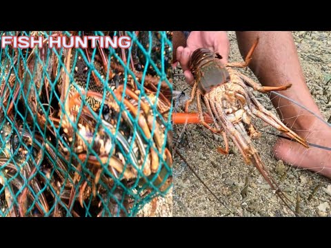PAANU MANGHULI NG LOBSTER OR BANAGAN FISH HUNTING EPISODE 17 / GIANT LOBSTER #fish  @BUDZROMMZ