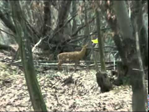 Arco da Caccia - Hunting Archery with an -Istvan Toth- bow - 3p