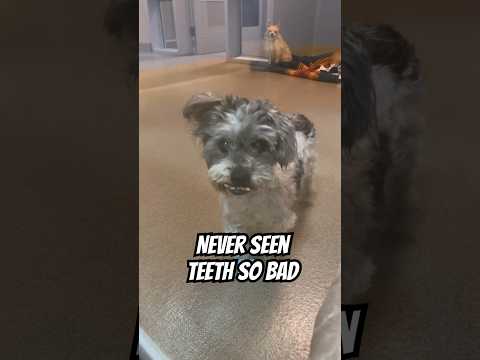 Video: A janë schnauzers qen gjuetie?