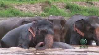 Elephant Bath time in the river