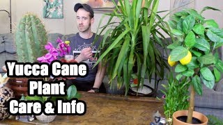 Caring for a Yucca Cane Plant