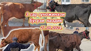 3.Сесар Гуножинхои Бугузи Наздик Зоти Шири Худи Хозир Омад Нархашон Дастраст Успеть Кунен.