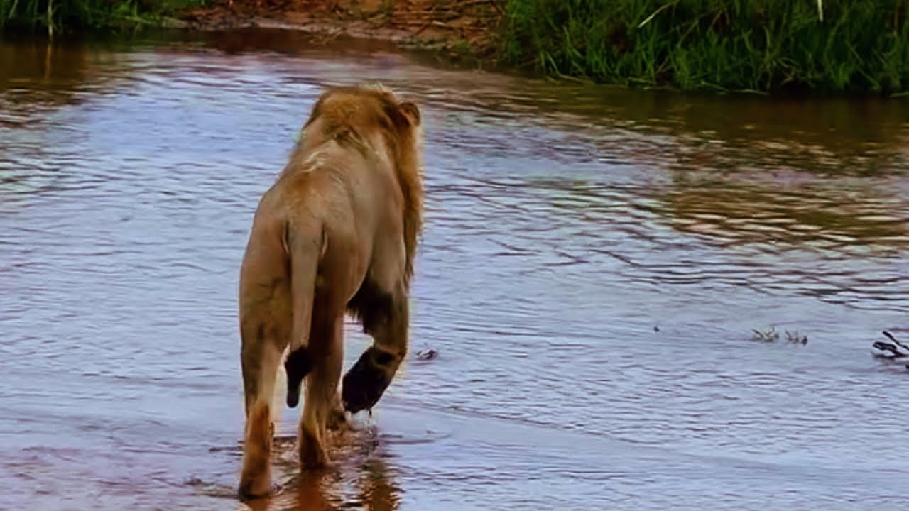 Nkuhuma Male Lion crossing the water | Sabi Sands | 27 November 2025