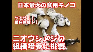 日本最大の食用きのこ【ニオウシメジ】の組織培養