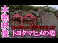 ⚠️トヨタマヒメ様が降臨しました※もし逃したら二度とありません※お姿を見られた人は強運。次々と良いことが起こり始めます｜玉比咩神社遠隔参拝461