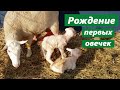 Рождение Первых Овечек 🐏 | Birth of first lambs