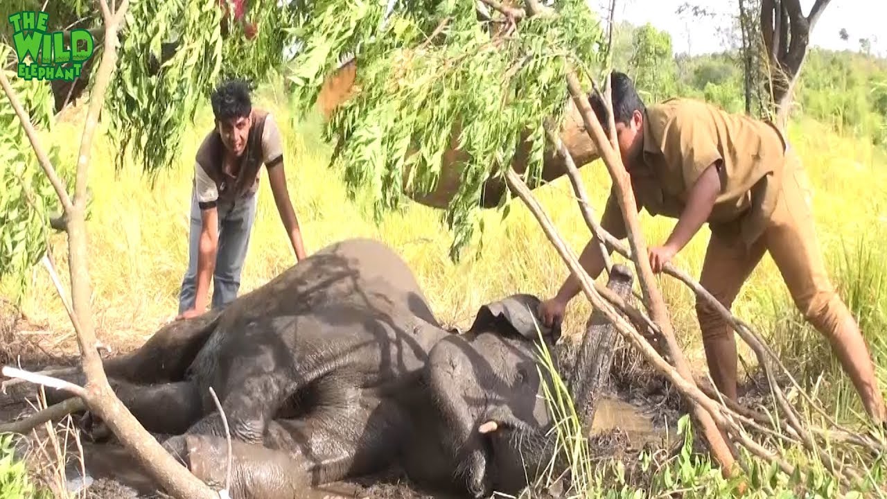 sri lanka elephants national park Injured Elephant: Humanity doing it's very best to save an Elephant as if it were one of them