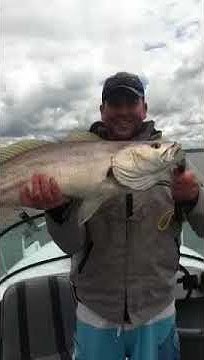 Jew Fish Lake Macquarie - YouTube