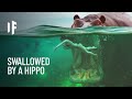 What If You Were Swallowed by a Hippo?