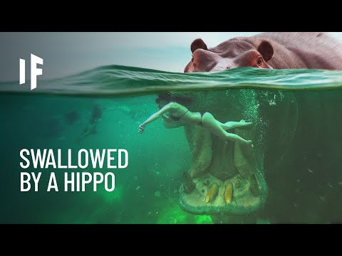 What If You Were Swallowed by a Hippo?