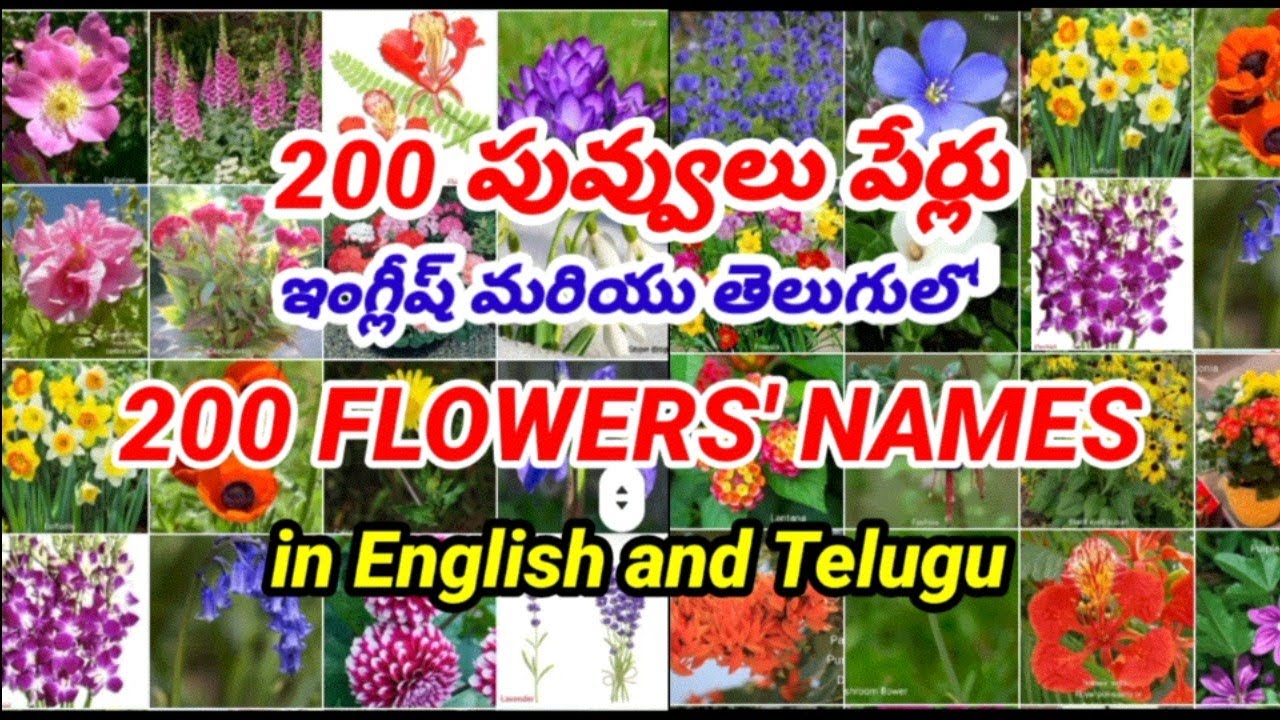 flowersnames in English and Telugu YouTube