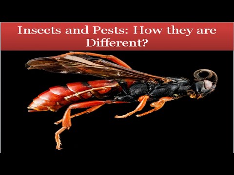 Insects and Pests: How are they Different? | Difference Between Insects and Pests | Arid Agriculture