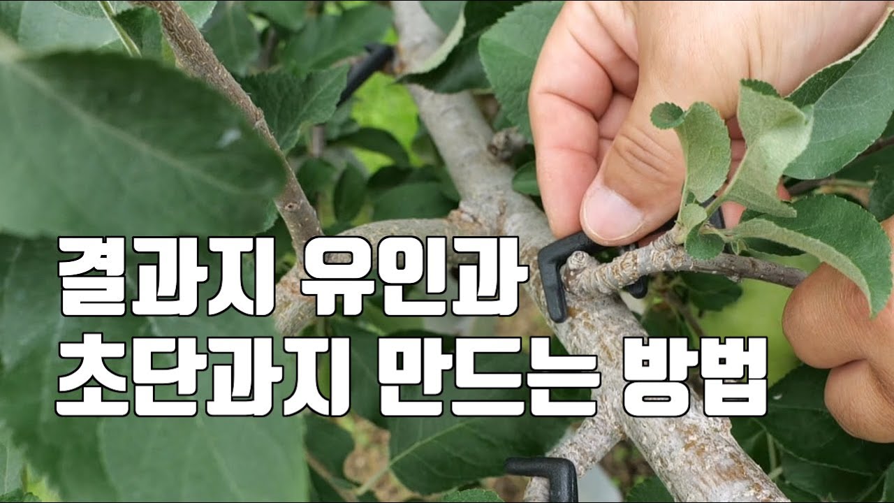 결과지 유인과 초단과지 만드는 방법