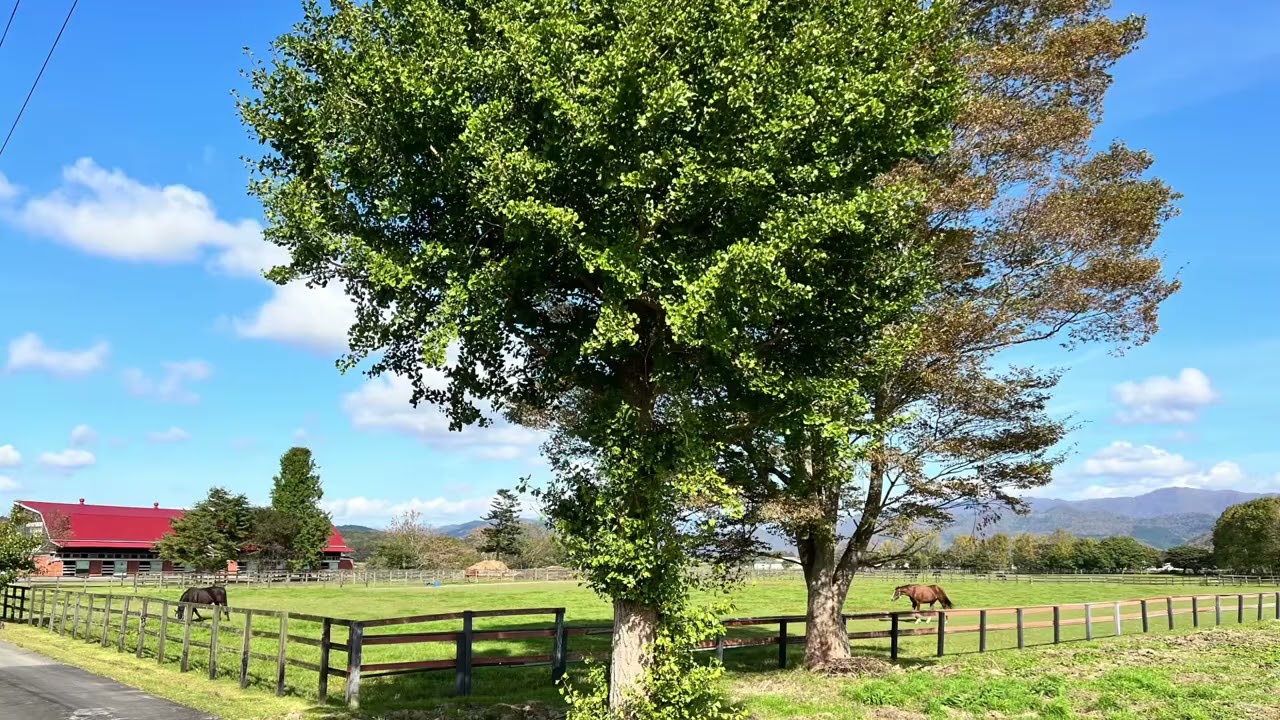 Satou stud 佐藤牧場 正社員/契約社員 パート/アルバイトの求人情報 | 農業・酪農求人あぐりナビ