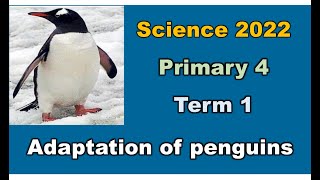 Science primary 4 term 1 - Adaptation of penguins - ساينس رابعة ابتدائي ترم اول تكيف البطاريق 2022