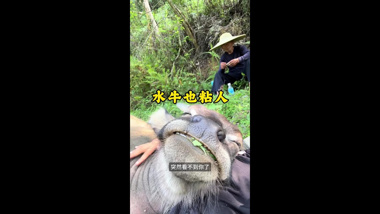水牛偏愛泡水 性格溫順又通人性