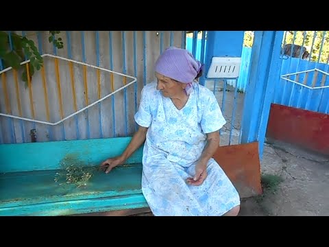 Лечебные травы -Василек раскидистый  (харлай, верблюдка, растопырка, перекати-поле, жербий,серак)