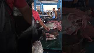 #cuttingfishtuna #fish #tuna #fishing #gianttuna #food #bigtuna #seafood #tunafish #ikan