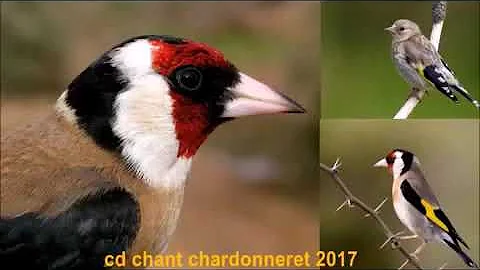 تحميل دعاء بخلفيه صوت العصافير