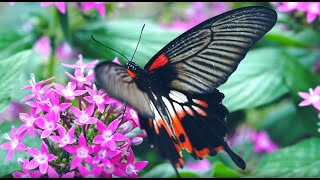 real butterfly wallpaper - nectar wallpaper screenshot 1
