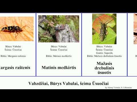 Vabzdžiai, Būrys Vabalai, šeima Ūsuočiai ūsuotis medkirtis leptura mažasis drebulinis insect