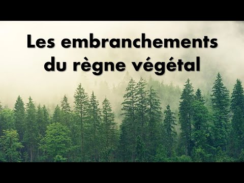 Vidéo: Zamia - Une Relique Dans Le Règne Végétal