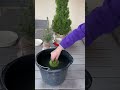 Ялинка може не вижити 